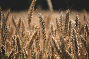 Fototapeta premium Useful wheat, harvest time in the field, beginning of bread 