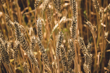 Useful wheat, harvest time in the field, beginning of bread 