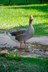duck in the park