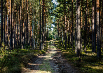 Beautiful forest with road between trees