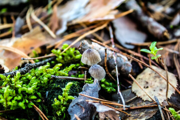 mushrooms on the forest litter