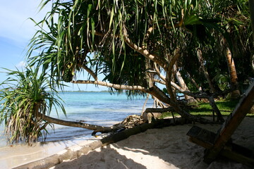 Jaluit atoll, Marshall Islands - Pandanus tree over turquoise lagoon