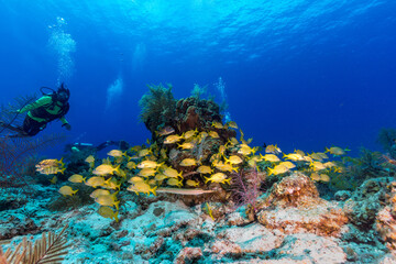 Diver near shoal yellow snappers