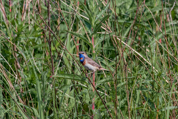 Bluethroat (Luscinia svecica) male in meadow, Central Russia