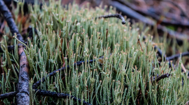 cup lichen cladonia moss chocianow