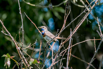 Bluethroat (Luscinia svecica) male in meadow, Central Russia
