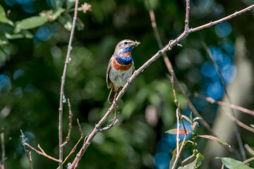 Bluethroat (Luscinia svecica) male in meadow, Central Russia