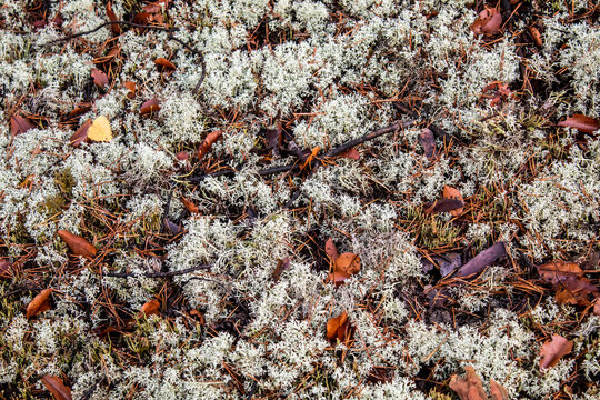 cup lichen cladonia moss chocianow
