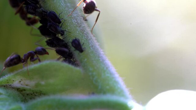 A flock of aphids, Aphidoidea, is herded by some ants, Formicidae, to get the sweet nectar