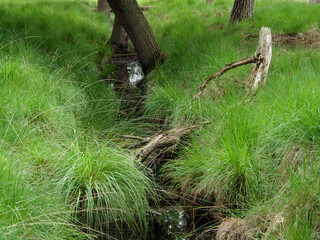 Wald in Diersfordt am Niederrhein