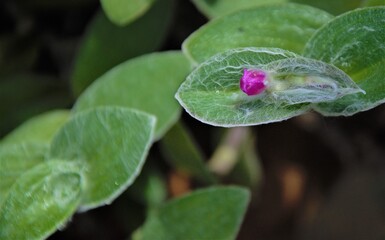dragonfly on leaf