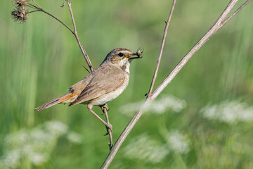 Bluethroat (Luscinia svecica) female in meadow, Central Russia