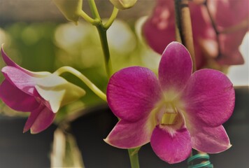 pink orchid on green background