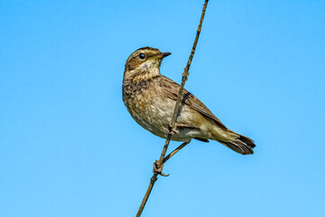 Bluethroat (Luscinia svecica) female in meadow, Central Russia