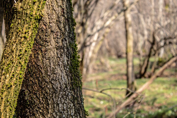 trees wiith moss beautiful forest