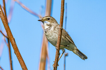 Bluethroat (Luscinia svecica) female in meadow, Central Russia