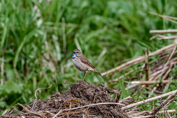 Bluethroat (Luscinia svecica) female in meadow, Central Russia