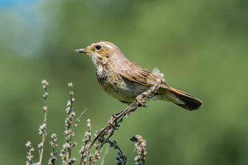 Bluethroat (Luscinia svecica) female in meadow, Central Russia