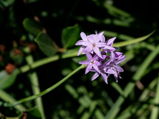 Lavender Society Garlic Flowers and Leaves in Garden