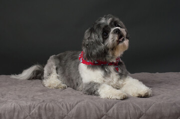 Small dog with red scarf