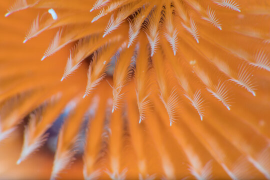 Orange Spirobranchus Christmas tree worm in clean sea