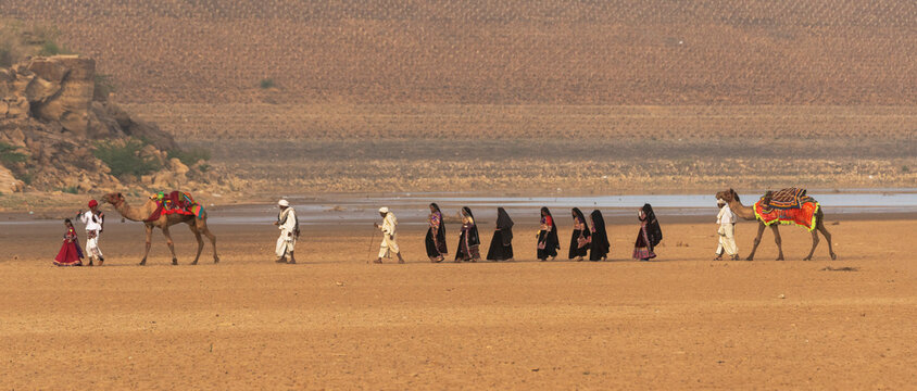 India Gujarat Bhuj Great Rann of Kutch Tribe. Members of the tribe walk through the desert with their camels.