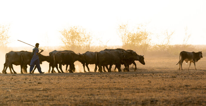 India Gujarat Bhuj Great Rann of Kutch. A herder drives his water buffalo and cattle home through the dusty plain at sunset.