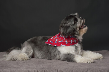 Small dog with red scarf