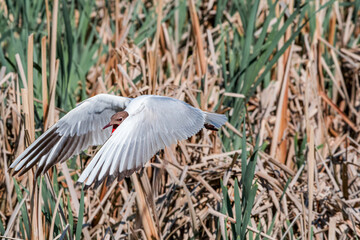 Black-headed Gull (Larus ridibundus) at colony, Moscow region, Russia