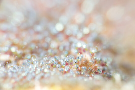 eggs of sergeant mayor fish