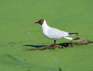 Black-headed Gull (Larus ridibundus) at colony, Moscow region, Russia