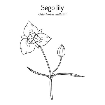 Sego lily calochortus nuttallii , state flower of Utah