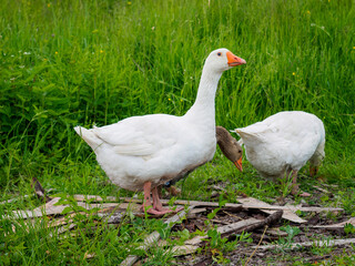 Geese on the farm