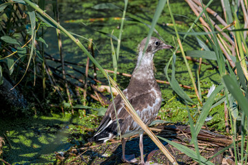 Immature Black-headed Gull (Larus ridibundus) at colony, Moscow region, Russia