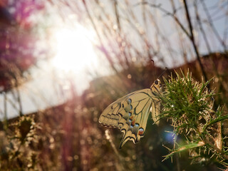 Swallowtail butterfly. Papilio machaon