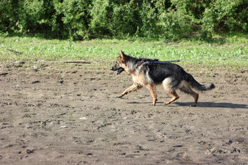 beautiful german shepherd dog runs along the sandy river bank, banner, training, education and care of a purebred dog.