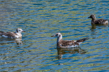 Immature Black-headed Gull (Larus ridibundus) at colony, Moscow region, Russia