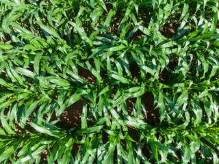 Aerial View of Corn Field