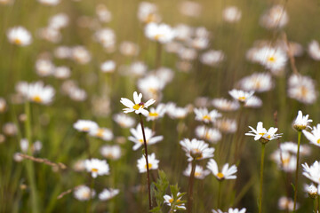nature, flowers, chamomile, field, grass, manual lens, photo