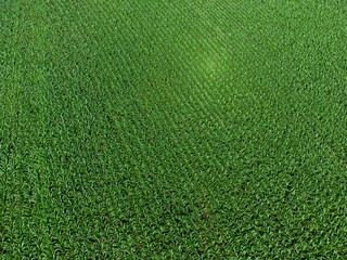 Fototapeta premium Aerial View of Corn Field