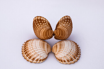 Composition of exotic sea shells and on a white background, top view. sea shells isolated on a white background. Flat lay, Seashells on a white background, A place for copying and writing.