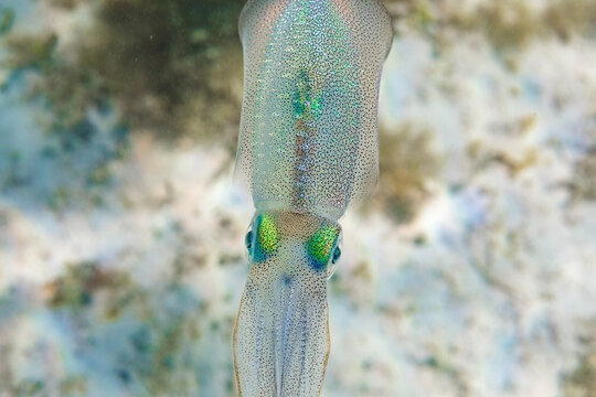 Translucent squid swimming in sea