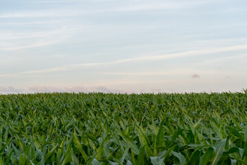 Fototapeta na wymiar Corn Field With Empty Sky