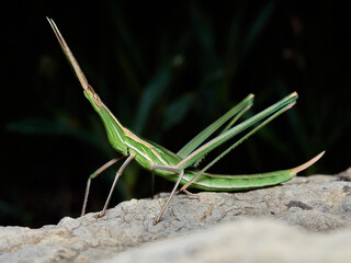 Splendid Cone-headed Grasshopper. Truxalis nasuta