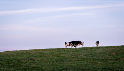 Cows Standing on a Hill