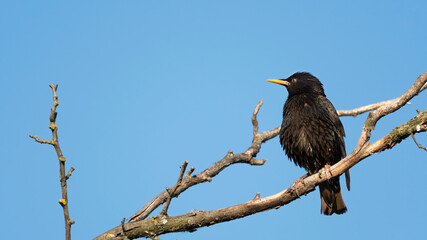 bird, natur, wild lebende tiere, amsel, star, tier, ast, schnabel, baum, black,