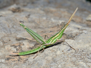 Splendid Cone-headed Grasshopper. Truxalis nasuta