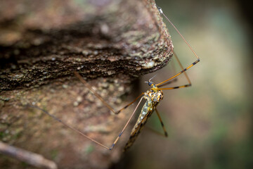 Crane Fly on Rock