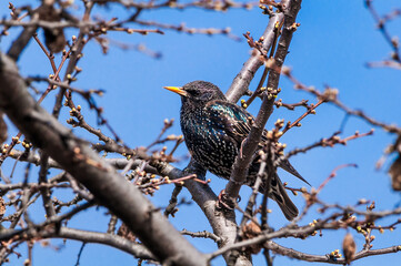 Common Starling (Sturnus vulgaris) in park, Central Russia