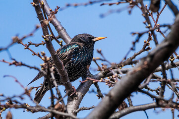 Common Starling (Sturnus vulgaris) in park, Central Russia